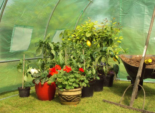 6m x 3m Pro+ Green Poly Tunnel Image 8